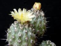 Thumbnail of 0019_Copiapoa montana_20150721_02(1).JPG